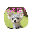 白銀ヨーキーこはねくん！（個別スタンプ：1）