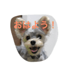 白銀ヨーキーこはねくん！（個別スタンプ：3）