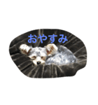 白銀ヨーキーこはねくん！（個別スタンプ：4）