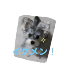 白銀ヨーキーこはねくん！（個別スタンプ：10）