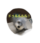白銀ヨーキーこはねくん！（個別スタンプ：15）