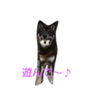 黒芝犬 どん兵衛（個別スタンプ：3）