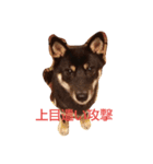 黒芝犬 どん兵衛（個別スタンプ：4）
