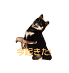 黒芝犬 どん兵衛（個別スタンプ：7）