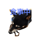 黒芝犬 どん兵衛（個別スタンプ：8）