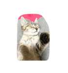 猫の征十郎（個別スタンプ：1）