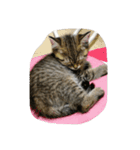猫の征十郎（個別スタンプ：2）