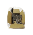 猫の征十郎（個別スタンプ：3）