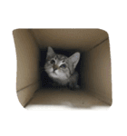 猫の征十郎（個別スタンプ：5）