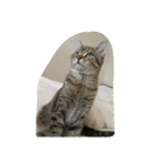 猫の征十郎（個別スタンプ：6）