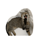 猫の征十郎（個別スタンプ：7）