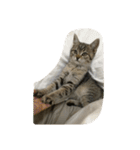猫の征十郎（個別スタンプ：8）