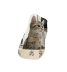猫の征十郎（個別スタンプ：9）