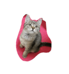 猫の征十郎（個別スタンプ：10）