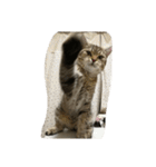 猫の征十郎（個別スタンプ：11）