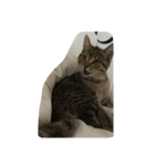 猫の征十郎（個別スタンプ：12）