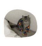 猫の征十郎（個別スタンプ：13）