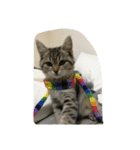 猫の征十郎（個別スタンプ：14）