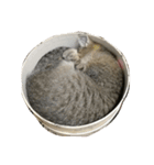 猫の征十郎（個別スタンプ：15）