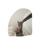 猫の征十郎（個別スタンプ：17）