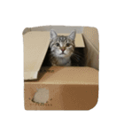 猫の征十郎（個別スタンプ：19）