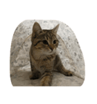 猫の征十郎（個別スタンプ：20）