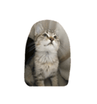 猫の征十郎（個別スタンプ：21）