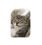 猫の征十郎（個別スタンプ：23）