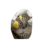 猫の征十郎（個別スタンプ：24）