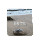 生物採集者向けのスタンプ（個別スタンプ：12）