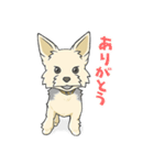 ちいさなヨーキー・テオ1（個別スタンプ：1）