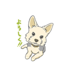 ちいさなヨーキー・テオ1（個別スタンプ：15）
