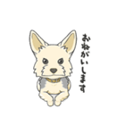ちいさなヨーキー・テオ1（個別スタンプ：16）