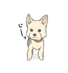 ちいさなヨーキー・テオ1（個別スタンプ：23）