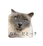 しらすたんぷ（個別スタンプ：1）