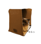 しらすたんぷ（個別スタンプ：4）