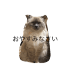 しらすたんぷ（個別スタンプ：6）