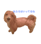 ぼんさん（個別スタンプ：8）