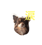 mushくん（個別スタンプ：8）