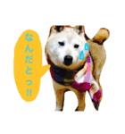 佐藤家のペットたち（個別スタンプ：3）