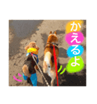佐藤家のペットたち（個別スタンプ：4）