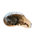 吉田家のネコたち❷（個別スタンプ：2）