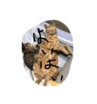 吉田家のネコたち❷（個別スタンプ：12）