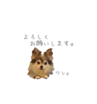 我が家のチワワんず（個別スタンプ：4）
