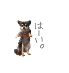 我が家のチワワんず（個別スタンプ：5）