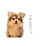 我が家のチワワんず（個別スタンプ：9）