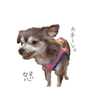 我が家のチワワんず（個別スタンプ：20）