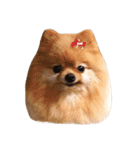 ウチのコロンさん（個別スタンプ：1）
