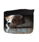 ジャックラッセル（個別スタンプ：1）