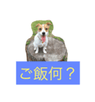 ジャックラッセル（個別スタンプ：3）